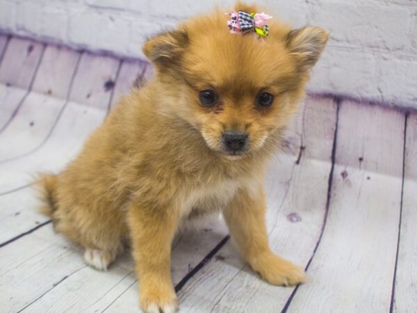 Pomeranian DOG Female Red Sable 15655 Petland Wichita, Kansas