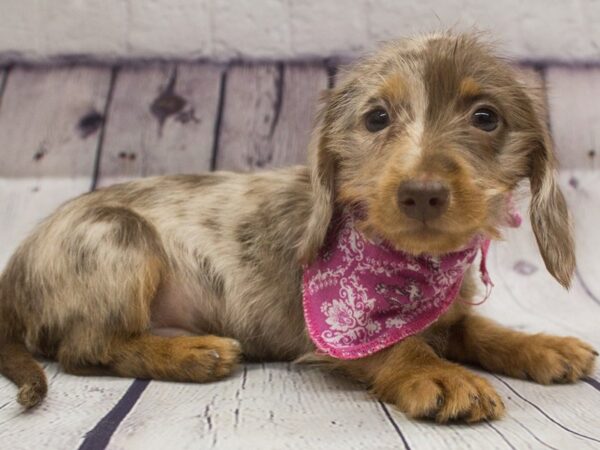 Miniature Dachshund DOG Female Wire Hair Chocolate Dapple 15650 Petland Wichita, Kansas