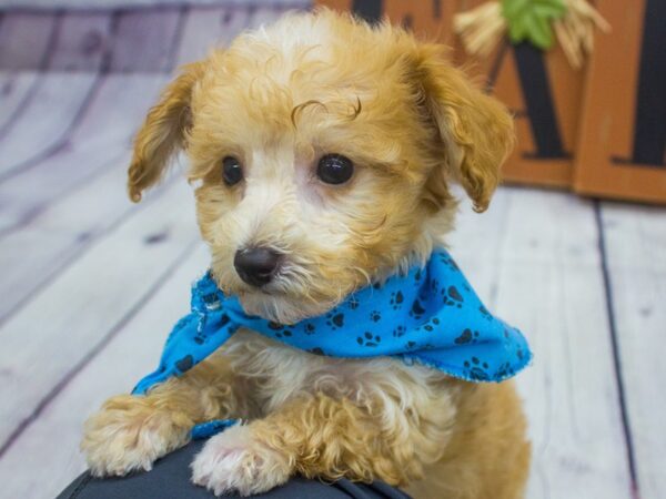 Toy HavaPoo DOG Male Apricot & White 15648 Petland Wichita, Kansas