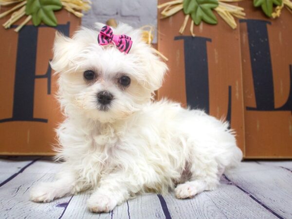 Maltese DOG Female White 15644 Petland Wichita, Kansas