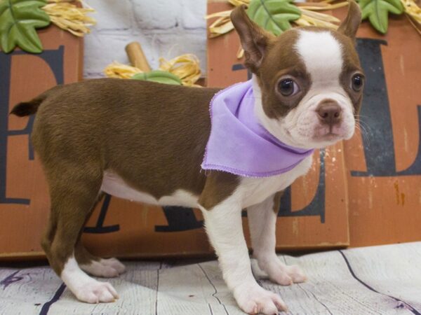 Boston Terrier DOG Female Red Tuxedo 15640 Petland Wichita, Kansas