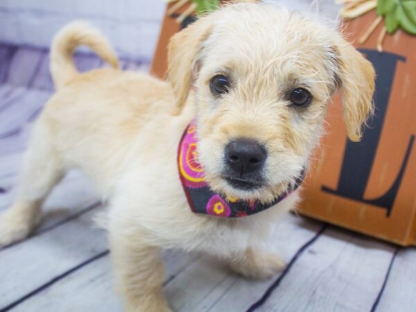 Miniature Labradoodle-DOG-Female-Yellow-15639-Petland Wichita, Kansas