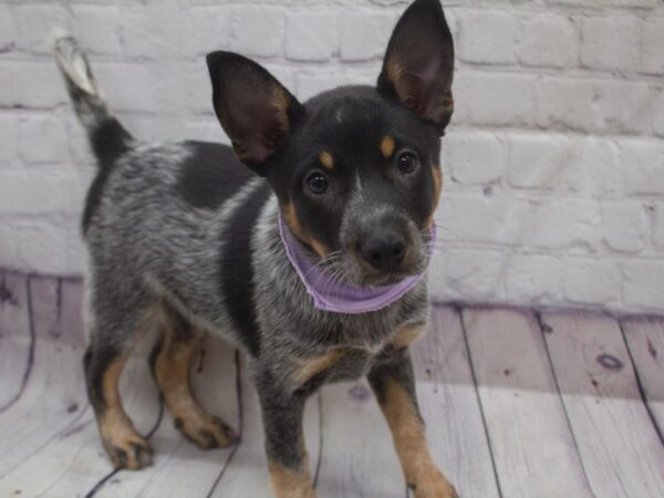 Australian Cattle Dog-DOG-Female-Blue Heeler-15653-Petland Wichita, Kansas