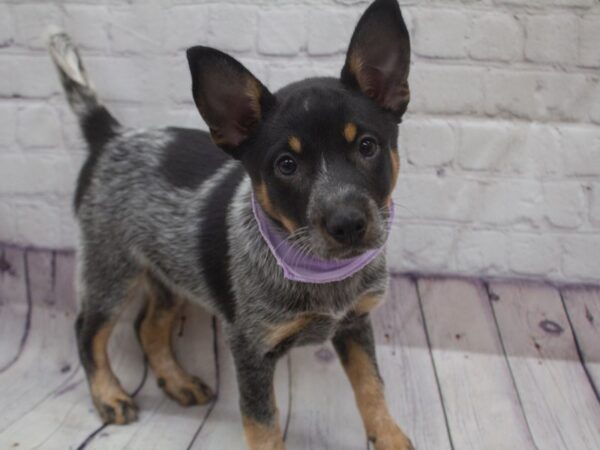 Australian Cattle Dog DOG Female Blue Heeler 15653 Petland Wichita, Kansas