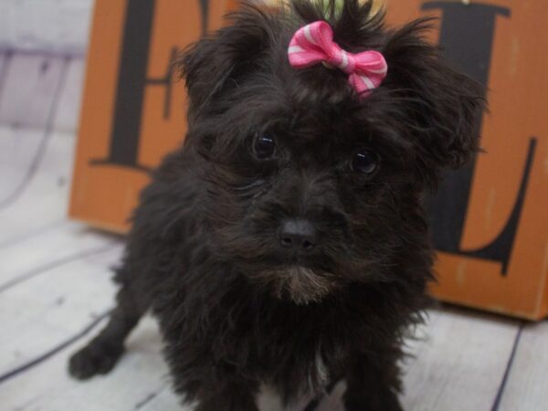 Toy YorkiePoo DOG Female Black 15651 Petland Wichita, Kansas