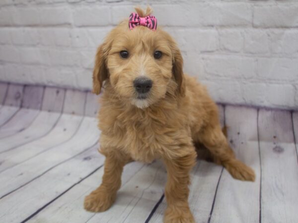 Mini Goldendoodle DOG Female Red 15642 Petland Wichita, Kansas