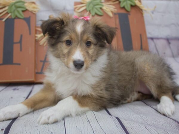 Shetland Sheepdog DOG Female Sable 15637 Petland Wichita, Kansas