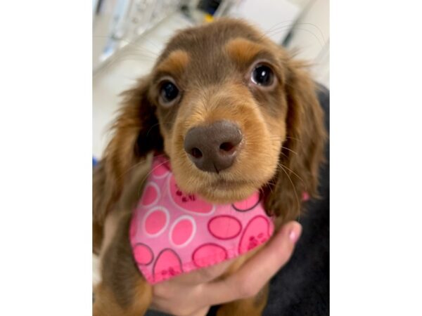 Miniature Dachshund DOG Female Long Hair Chocolate & Tan 15649 Petland Wichita, Kansas