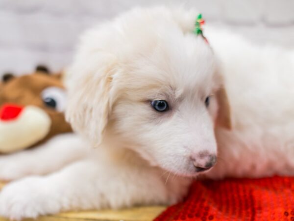 Anatolian Pyrenees-DOG-Female-Cream w/Blue Eyes-15660-Petland Wichita, Kansas