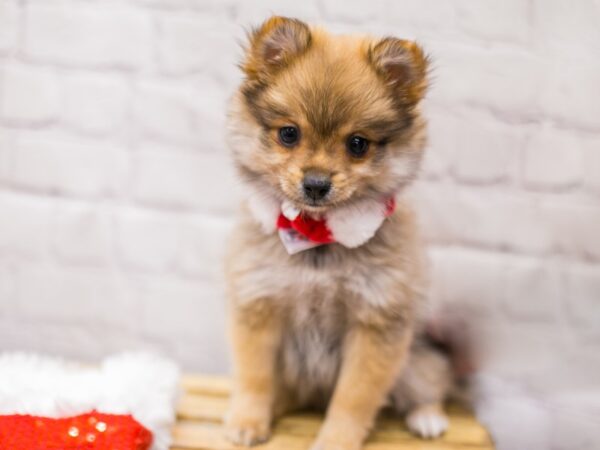 Pomeranian DOG Female Dark Sable 15654 Petland Wichita, Kansas