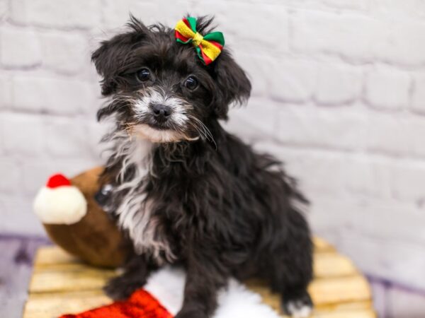 Toy YorkiePoo DOG Female Black w/White 15652 Petland Wichita, Kansas