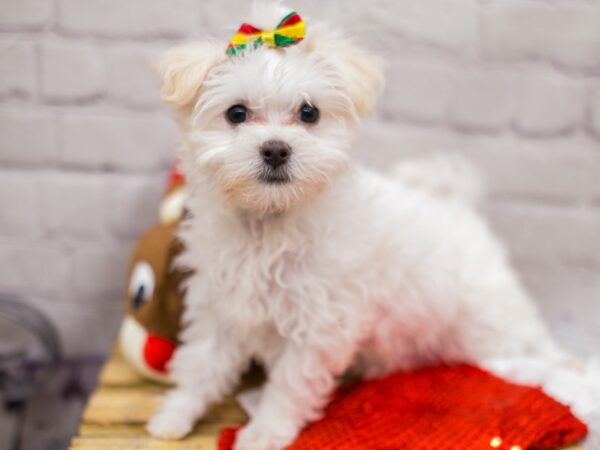 Maltese DOG Female White 15645 Petland Wichita, Kansas