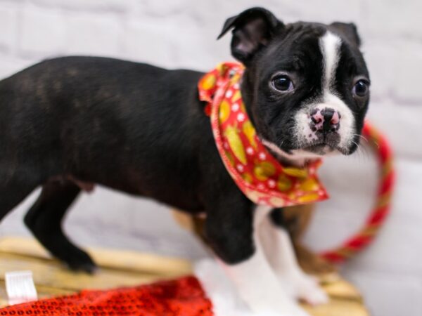 Boston Terrier DOG Male Black & White 15674 Petland Wichita, Kansas