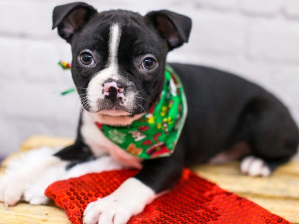Boston Terrier-DOG-Male-Black & White-15673-Petland Wichita, Kansas