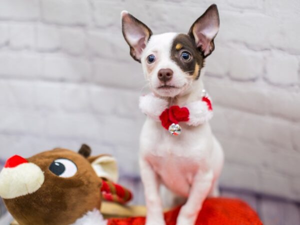 Chihuahua DOG Female Chocolate Tri 15682 Petland Wichita, Kansas