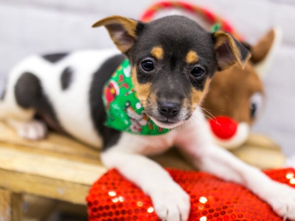 Rat Terrier-DOG-Male-Tri-15679-Petland Wichita, Kansas