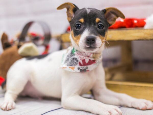 Rat Terrier DOG Male Tri 15678 Petland Wichita, Kansas