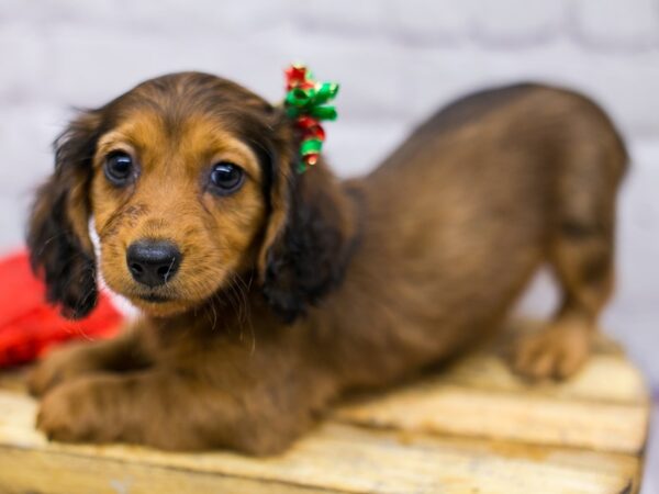 Miniature Dachshund DOG Female Chocolate & Tan Long Hair 15667 Petland Wichita, Kansas