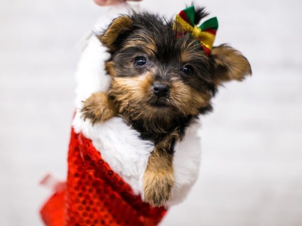 Yorkshire Terrier-DOG-Female-Black & Tan-15669-Petland Wichita, Kansas