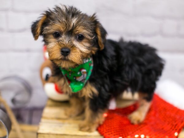 Yorkshire Terrier DOG Male Black & Tan 15668 Petland Wichita, Kansas