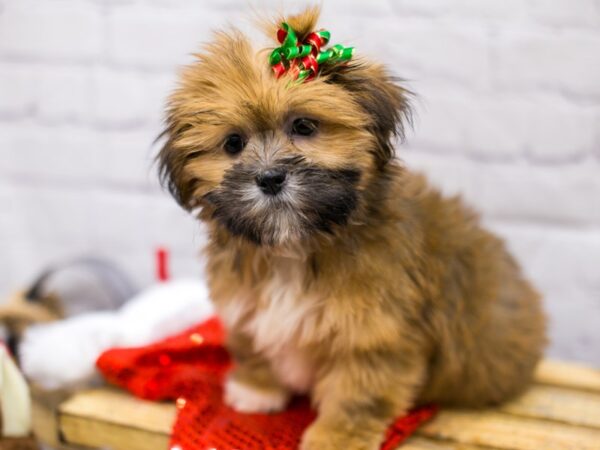 Lhasa Apso DOG Female Golden 15697 Petland Wichita, Kansas