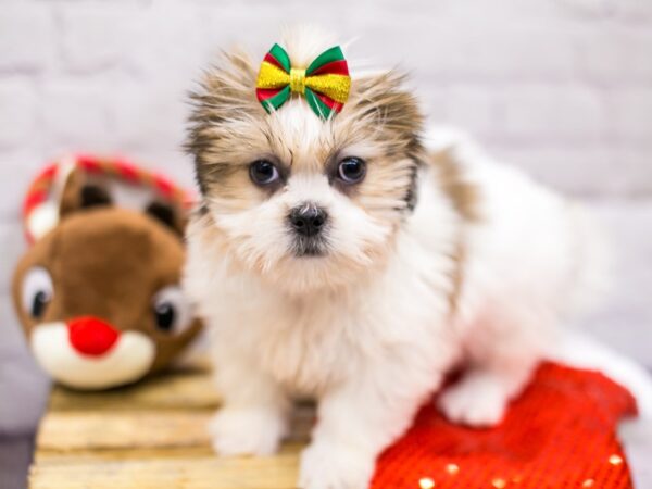 Lhasa Apso DOG Female Golden & White 15696 Petland Wichita, Kansas