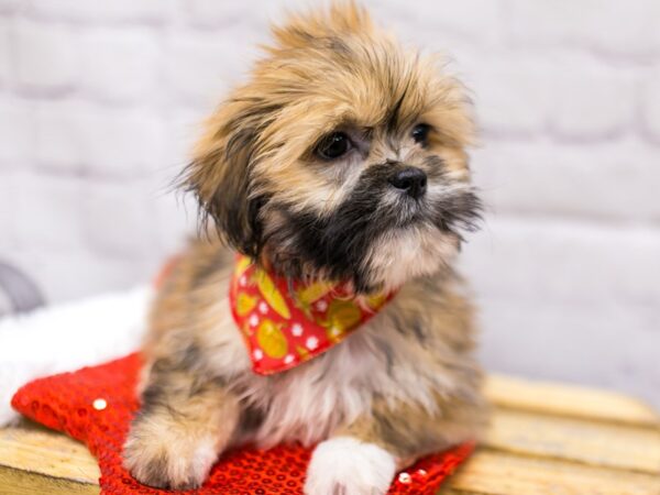 Lhasa Apso DOG Male Golden 15695 Petland Wichita, Kansas