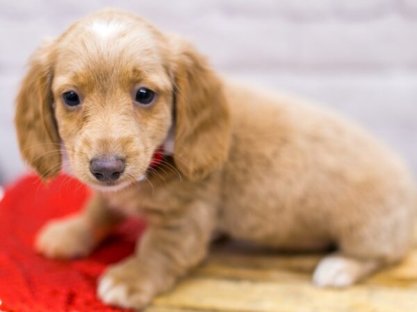 Miniature Dachshund DOG Female Cream Long Haired 15694 Petland Wichita, Kansas