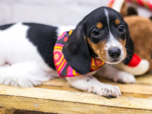 Miniature Dachshund DOG Female Black Tri Short Hair 15693 Petland Wichita, Kansas