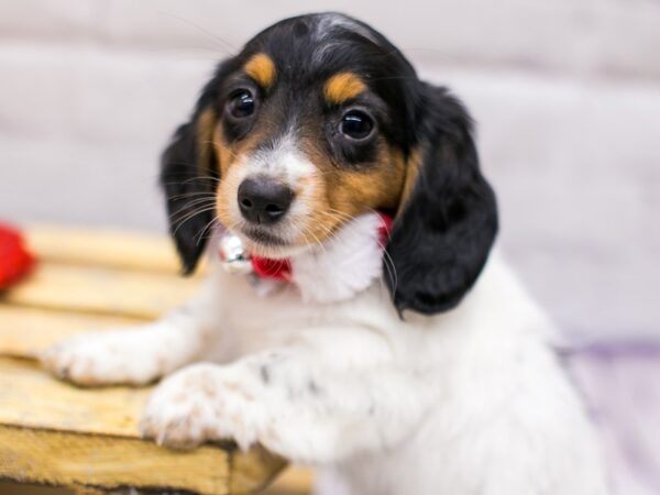 Miniature Dachshund DOG Female Black Tri Long Haired 15692 Petland Wichita, Kansas