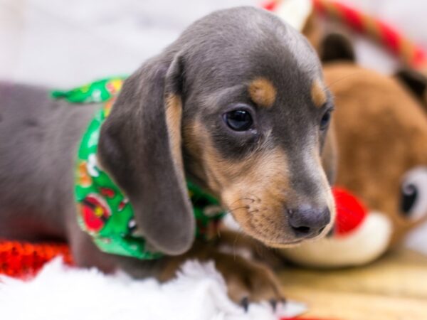 Miniature Dachshund DOG Male Short Hair Blue & Rust Isabella 15691 Petland Wichita, Kansas