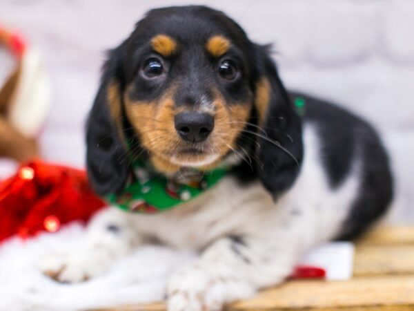 Miniature Dachshund DOG Male Black Tri Long Haired 15690 Petland Wichita, Kansas