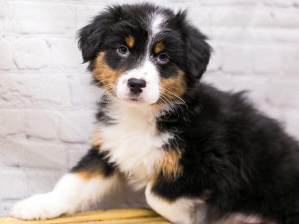 Australian Shepherd DOG Female Black Tri 15689 Petland Wichita, Kansas