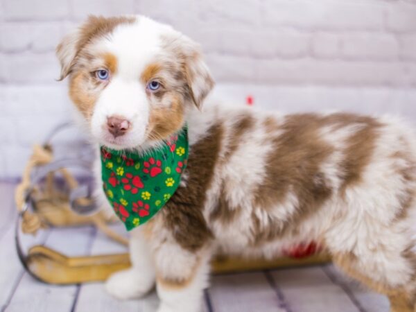 Australian Shepherd DOG Male Red Merle 15688 Petland Wichita, Kansas