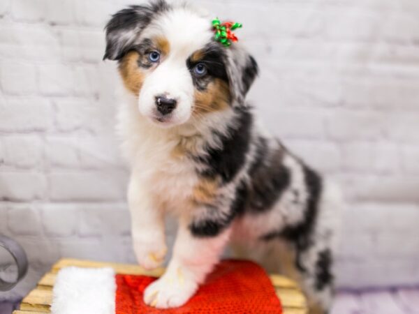 Australian Shepherd-DOG-Female-Blue Merle-15687-Petland Wichita, Kansas