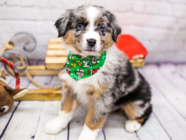 Australian Shepherd DOG Male Blue Merle 15686 Petland Wichita, Kansas