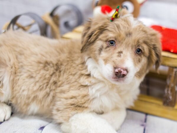 Border Aussie-DOG-Female-Chocolate Merle-15700-Petland Wichita, Kansas