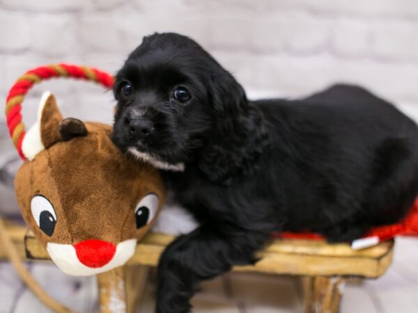 Cocker Spaniel DOG Female Black & White 15699 Petland Wichita, Kansas