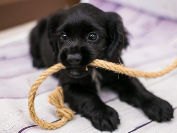 Cocker Spaniel DOG Male Black & White 15698 Petland Wichita, Kansas