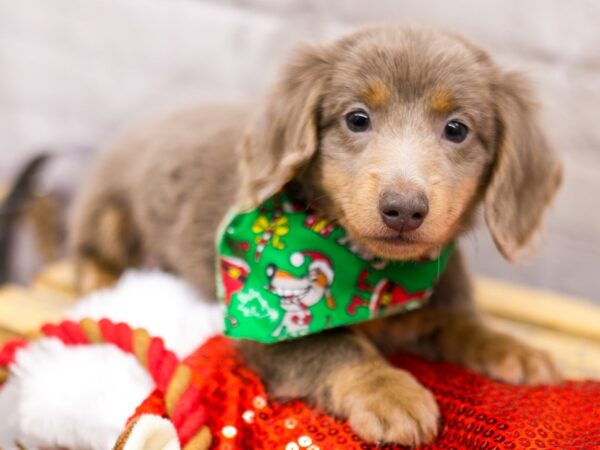 Miniature Dachshund DOG Male Isabella Blue & Tan Long Haired 15684 Petland Wichita, Kansas