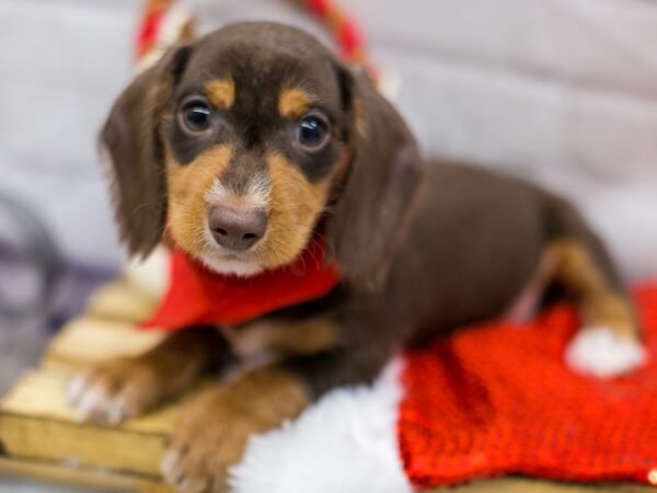 Miniature Dachshund DOG Male Chocolate & Tan Wire Haired 15683 Petland Wichita, Kansas