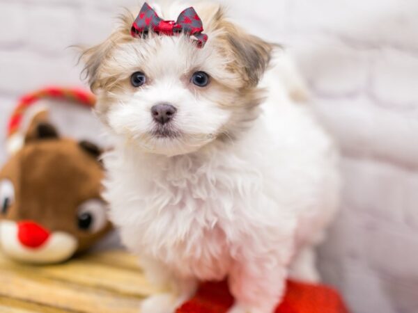 Havanese DOG Female Cream & White 15681 Petland Wichita, Kansas