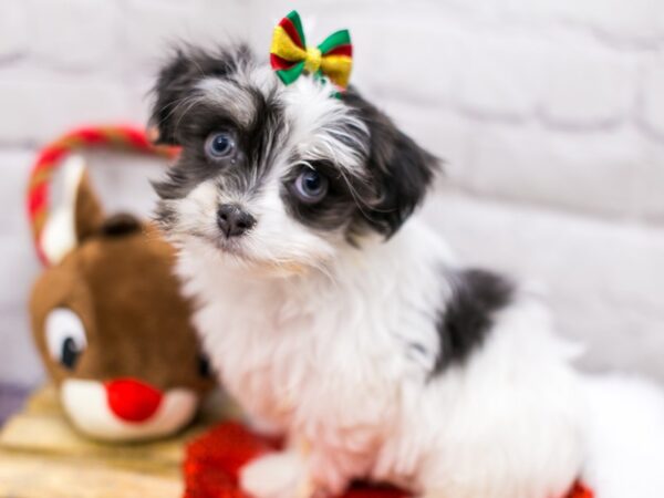 Havanese DOG Female Black & White Parti 15680 Petland Wichita, Kansas