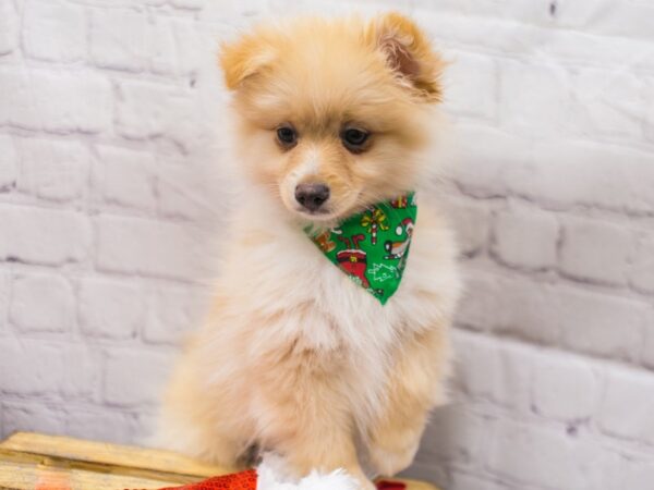 Pomeranian DOG Male Cream 15671 Petland Wichita, Kansas