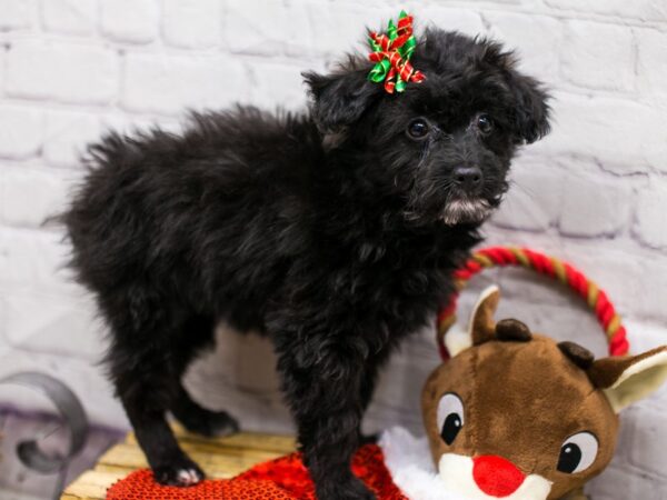 Mini EskiPoo DOG Female Black & White 15670 Petland Wichita, Kansas