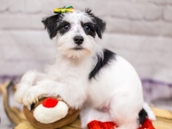 Miniature Schnauzer-DOG-Female-Black & White Parti-15706-Petland Wichita, Kansas