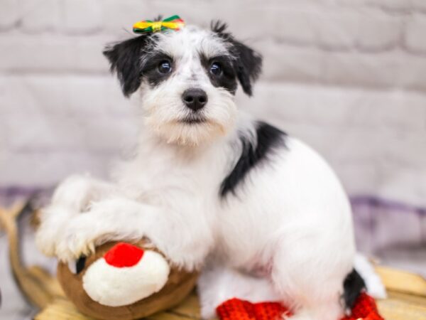 Miniature Schnauzer DOG Female Black & White Parti 15706 Petland Wichita, Kansas