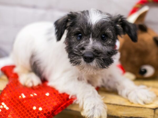 Miniature Schnauzer-DOG-Female-Salt & Pepper Parti (Blue in one eye)-15705-Petland Wichita, Kansas