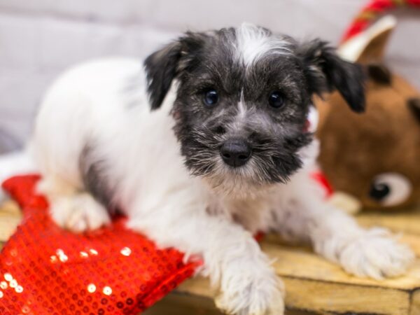 Miniature Schnauzer DOG Female Salt & Pepper Parti (Blue in one eye) 15705 Petland Wichita, Kansas