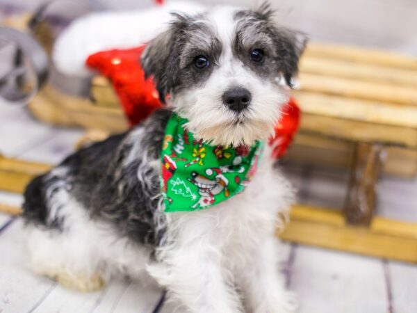 Miniature Schnauzer DOG Male Black & White Parti 15704 Petland Wichita, Kansas